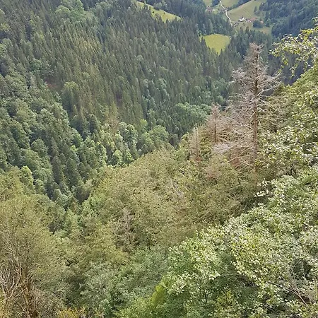Entspannt Mit Hund